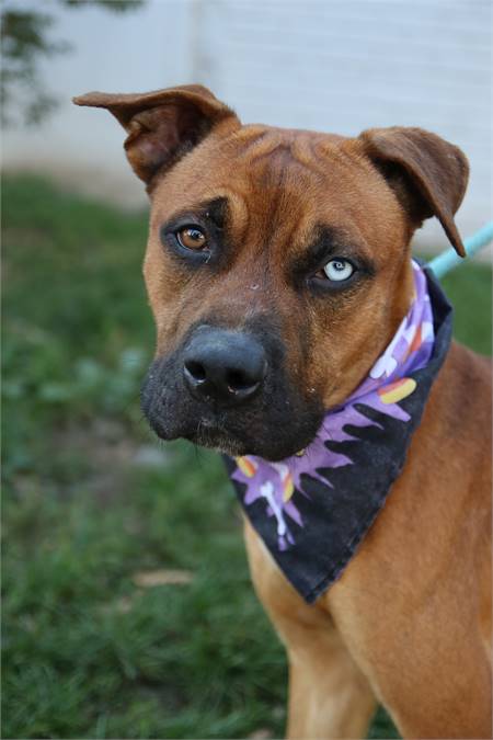 Walter the Boxer Mix at Associated Humane Societies - Newark