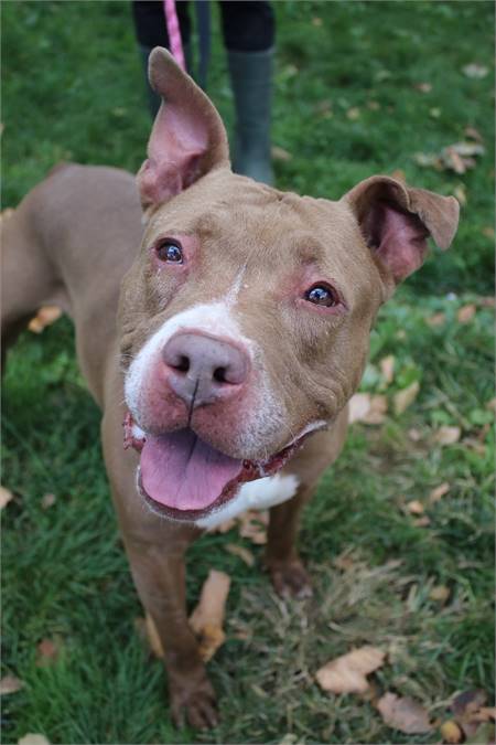 James the Pit Bull Terrier Mix at Associated Humane Societies - Newark