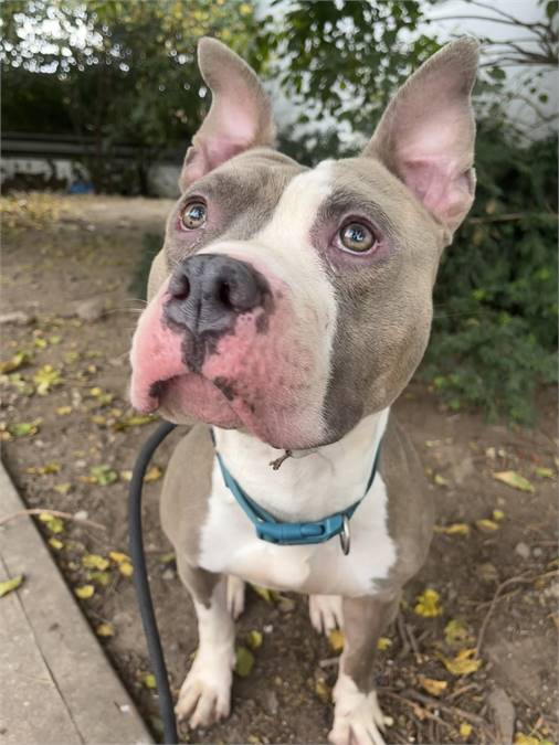 Taz the Pit Bull Terrier Mix at Associated Humane Societies - Newark