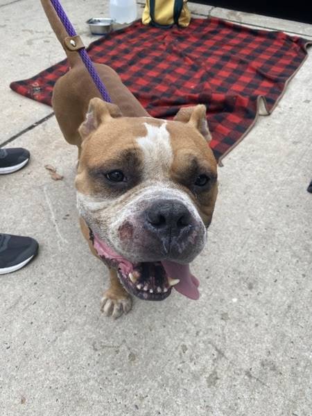 Elmer the American Bully Mix at Associated Humane Societies - Newark