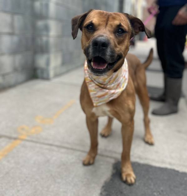 Somerset the Pit Bull Terrier Mix at Associated Humane Societies - Newark