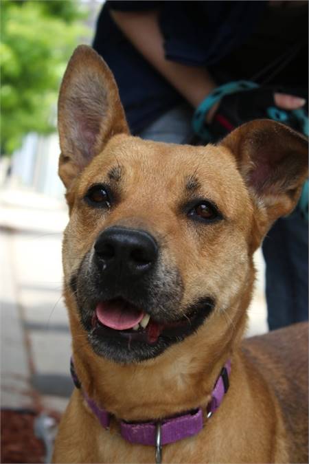 Roz the Shepherd Mix at Associated Humane Societies - Newark