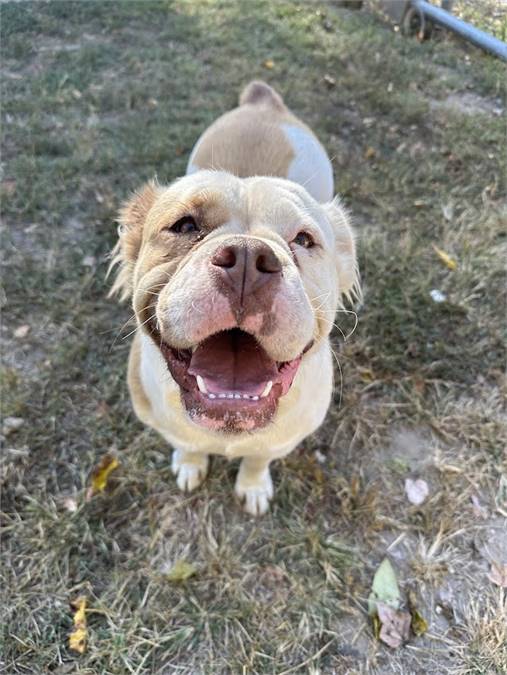 Jessie the Bulldog Mix at Beacon Animal Rescue