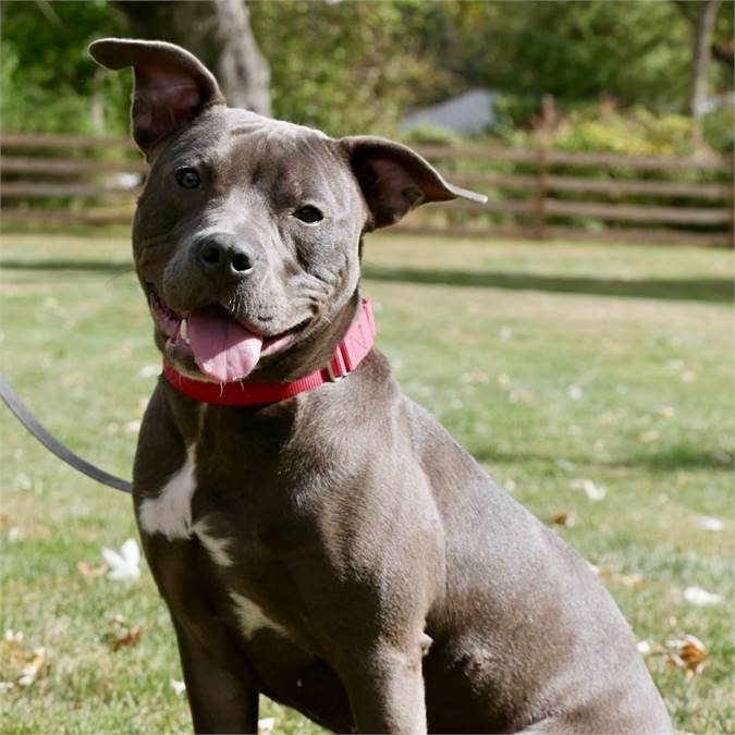 Olive the American Staffordshire Terrier at Best Friend Dog and Animal Adoption, Inc.