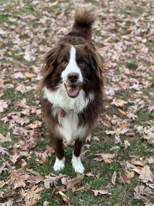 Ares the Australian Shepherd at Big Dog Rescue Project