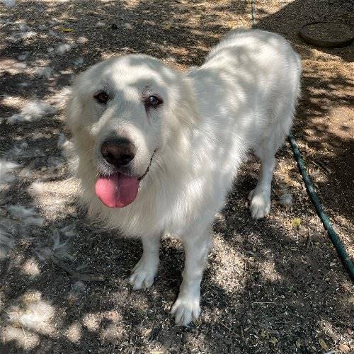 Perry Mason the Great Pyrenees at Big Dog Rescue Project