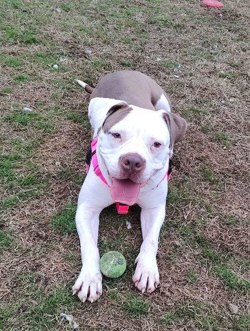 Cali the American Bulldog at Cape May County Animal Shelter and Adoption Center