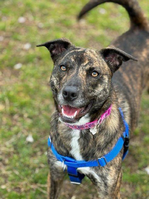 Allie the Plott Hound at Cape May County Animal Shelter and Adoption Center