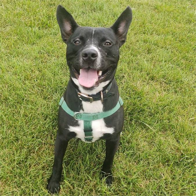 Cooper the Feist at Cape May County Animal Shelter and Adoption Center