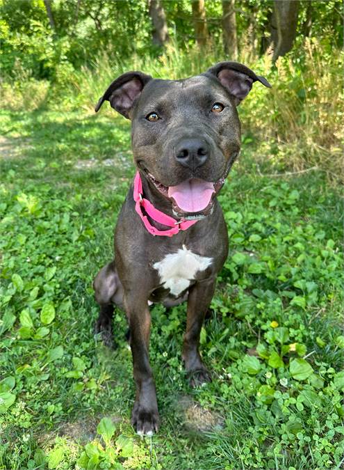 Tinsley the Mixed Breed at Homeward Bound