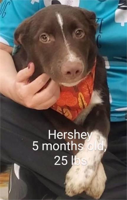 Hershey the Husky & Australian Cattle Dog / Blue Heeler Mix at JKRC Rescue