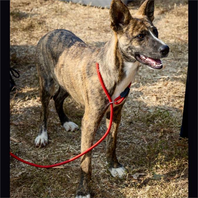 Sparkle the Dutch Shepherd & Mountain Cur Mix at JKRC Rescue