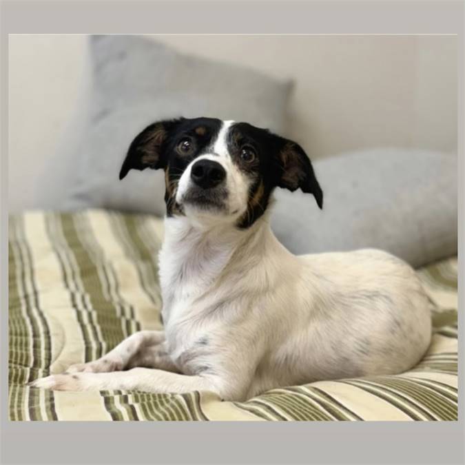 Raylyn the Rat Terrier & Dachshund Mix at Lost Paws Animal Rescue