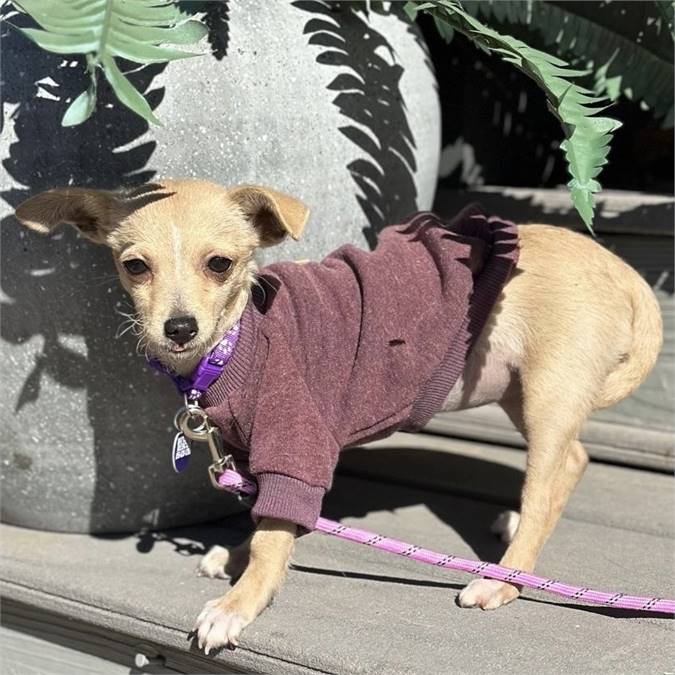 Cherish the Chihuahua Mix at MatchDog Rescue