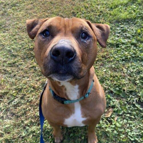 Simba the Pitbull Mix at Monmouth County SPCA