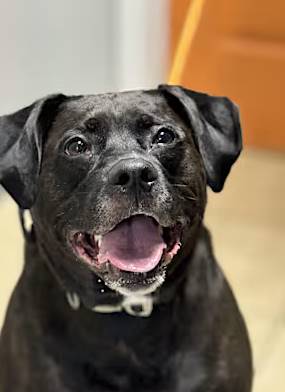 Maverick the Labrador Retriever/Border Collie at O.S.C.A.R.