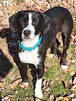 Doxy the Beagle/Labrador Retriever at O.S.C.A.R.