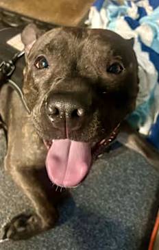 Lilly G the Staffordshire Bull Terrier at One Love Animal Rescue