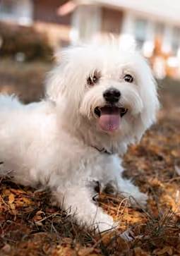 Lucky the Maltese at Peyton's Place Animal Rescue