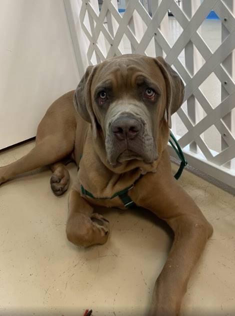 Zeus the Cane Corso at Pick Your Paw Animal Rescue