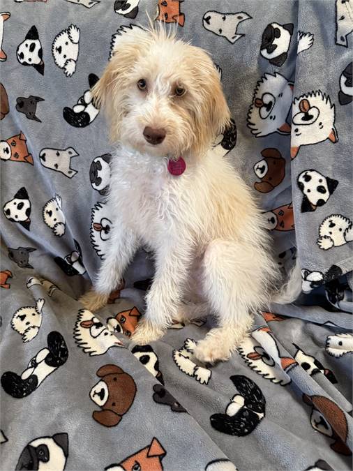 Paige the Goldendoodle & Labradoodle Mix at Puppy Love Pet Rescue