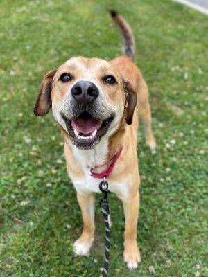 Snickers the Hound - Beagle at Ramapo-Bergen Animal Refuge