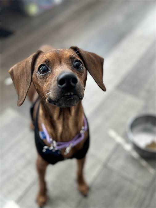 Piper the Dachshund & Feist Mix at Real Dog Rescue