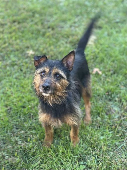 Jethro the Yorkshire Terrier Mix at Rescue Ridge