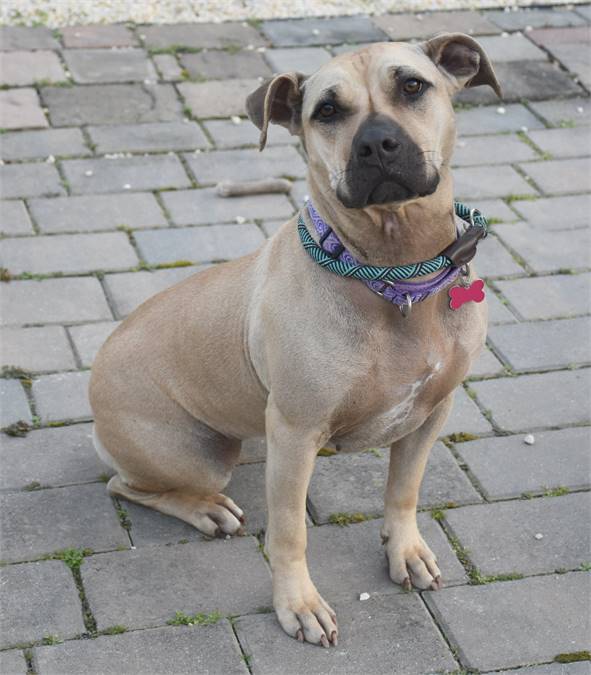 Skylar the Hound & American Staffordshire Terrier Mix at Rescue Ridge