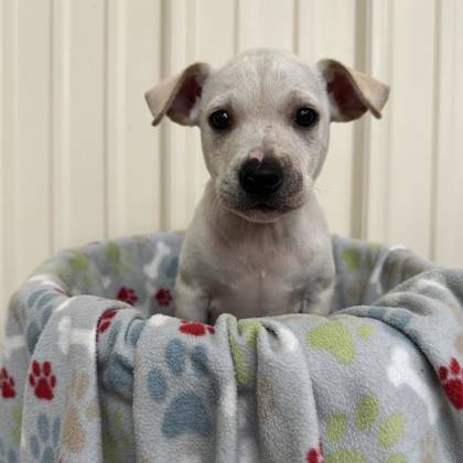 Daniel the Retriever, Labrador/Mix at St. Hubert's Animal Welfare Center