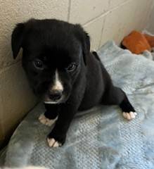 Teeter the Mixed Breed at St. Hubert's Animal Welfare Center