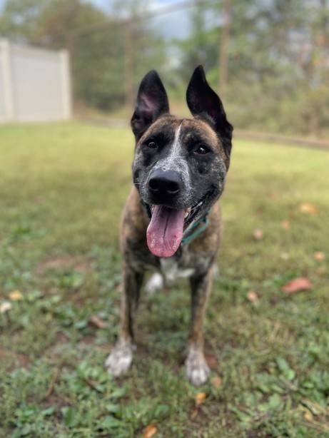 Arya the German Shepherd Dog Mix at SAVE, A Friend to Homeless Animals