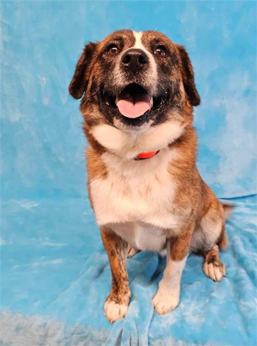 Styx the Australian Shepherd Mix at Social Tees Animal Rescue Foundation