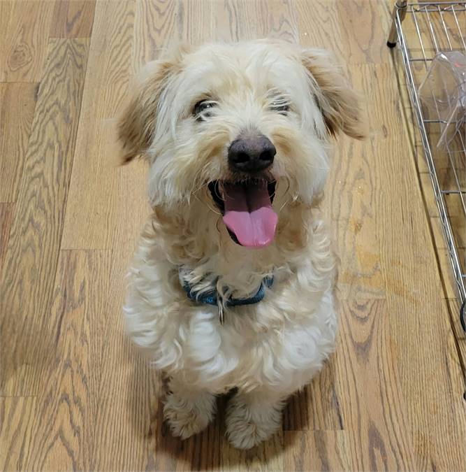 Buster the Doodle Mix at Linus & Friends