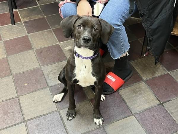 Violet the Mixed Breed at Animal Care Centers of NYC