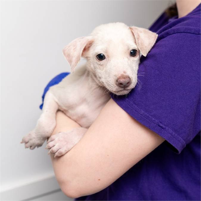 Puddin' Peppermint the Terrier Mix at Animal Haven