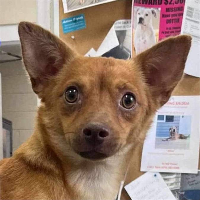 Comet the Chihuahua at Heavenly Angels Animal Rescue