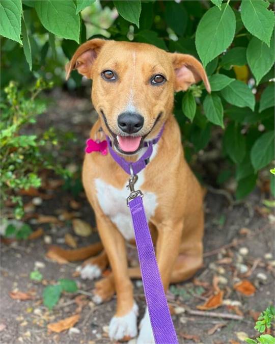 Labrador Retriever mix at Home For Good Dog Rescue