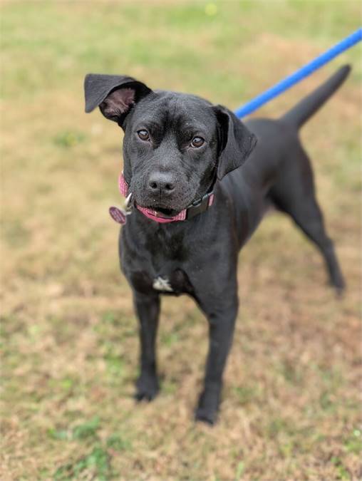 Emily the Black Labrador Retriever at Home for Good Dog Rescue