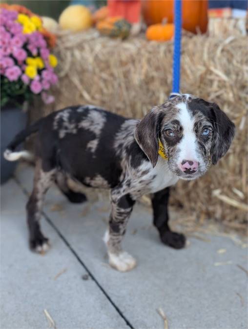 Rooster the Catahoula Leopard Dog at Home for Good Dog Rescue