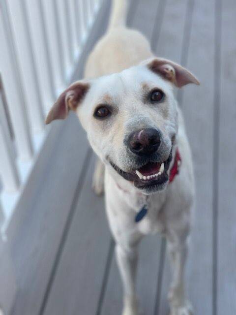 Hoover the Yellow Labrador Retriever Mix at Home for Good Dog Rescue