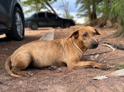 Labrador Retriever Mix at Eleventh Hour Rescue