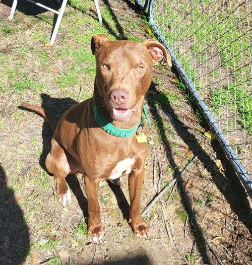 American Pit Bull Terrier Mix at Eleventh Hour Rescue