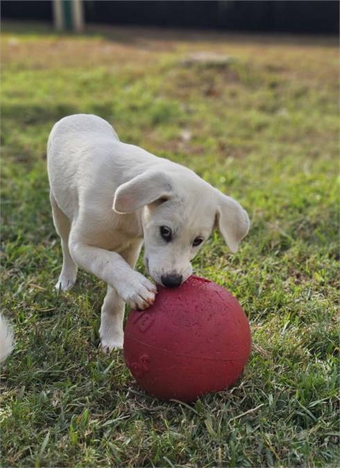 Labrador Retriever Mix at Eleventh Hour Rescue