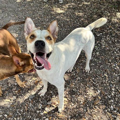 Australian Cattle Dog/Blue Heeler / Shepherd Mix at Eleventh Hour Rescue