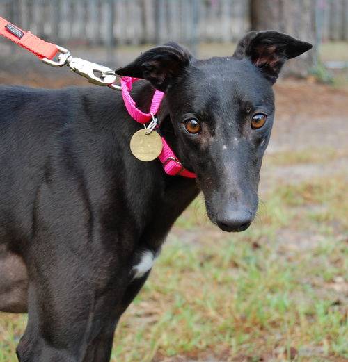 Free Hopper the Greyhound at Greyhound Friends of New Jersey