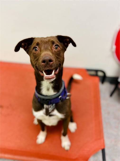 Dany the American Pit Bull Terrier/Golden Retriever Mix at All Fur One Pet Rescue