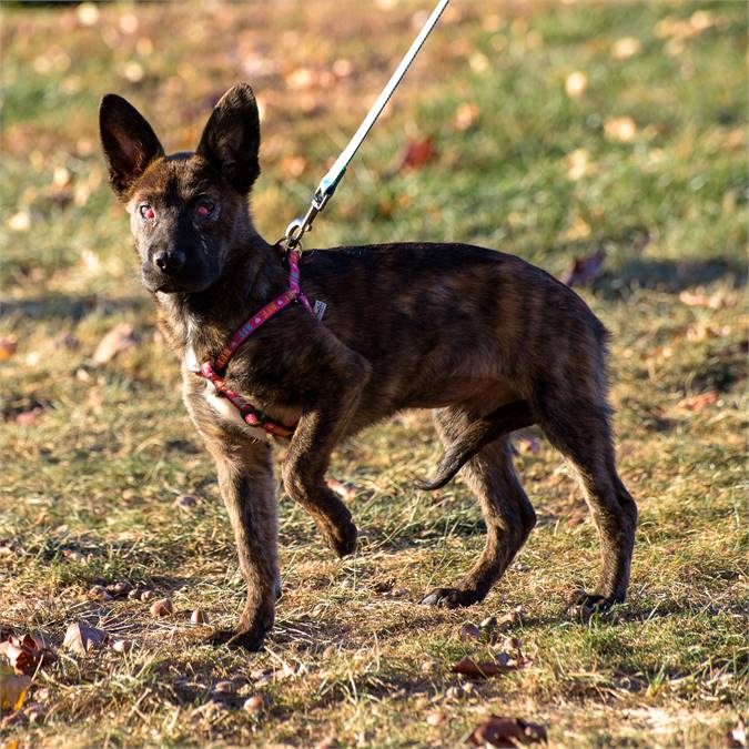 Goose the Hound Mix at Animal Alliance of NJ 