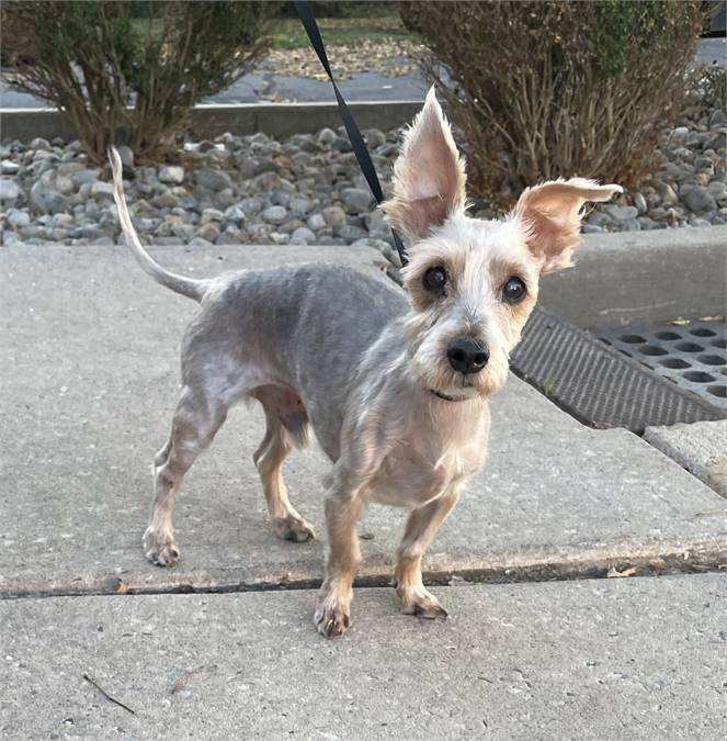 Danny the Yorkshire Terrier Mix at Animal Alliance of NJ