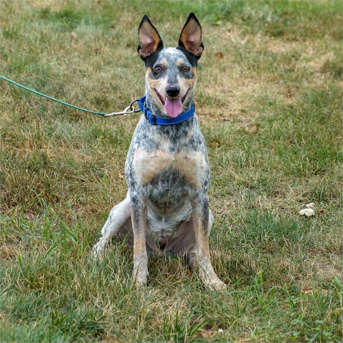 Boots the Cattle Dog at Animal Alliance of NJ